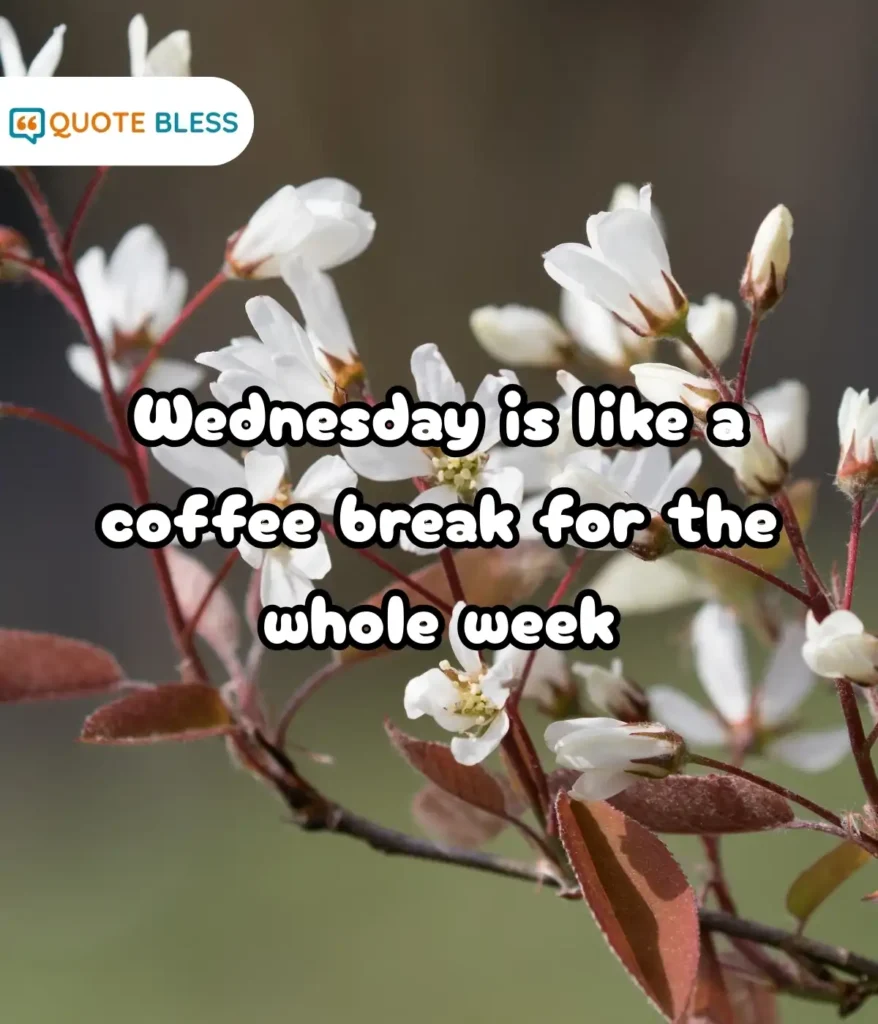 Humorous Quotes to Brighten the Midweek Mood